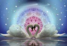 krachtdieren-spiritueel