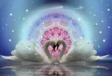 Krachtdieren: Spirituele Band met de Natuur krachtdieren-spiritueel